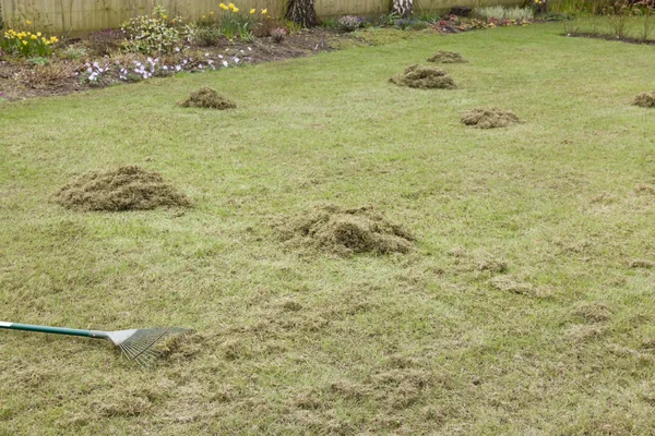 Lawn Dethatching